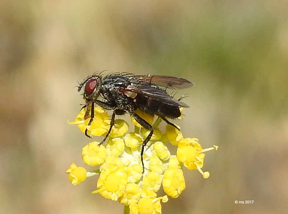 Rhinophoridae:  Stevenia cfr. deceptoria